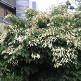 Schizophragma integrifolium / Kletternde Hortensie - Willemse
