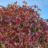Sternjasmin Winter Ruby® - Willemse