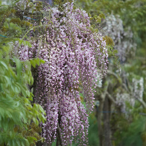 Japanische Glyzine 'Honbeni' /('Pink Ice') - Wisteria floribunda Pink ice - Willemse