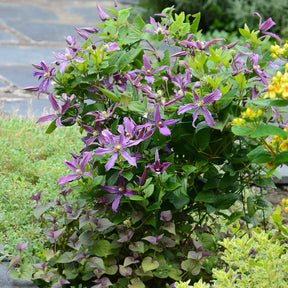 Waldrebe Saphyra® Estrella