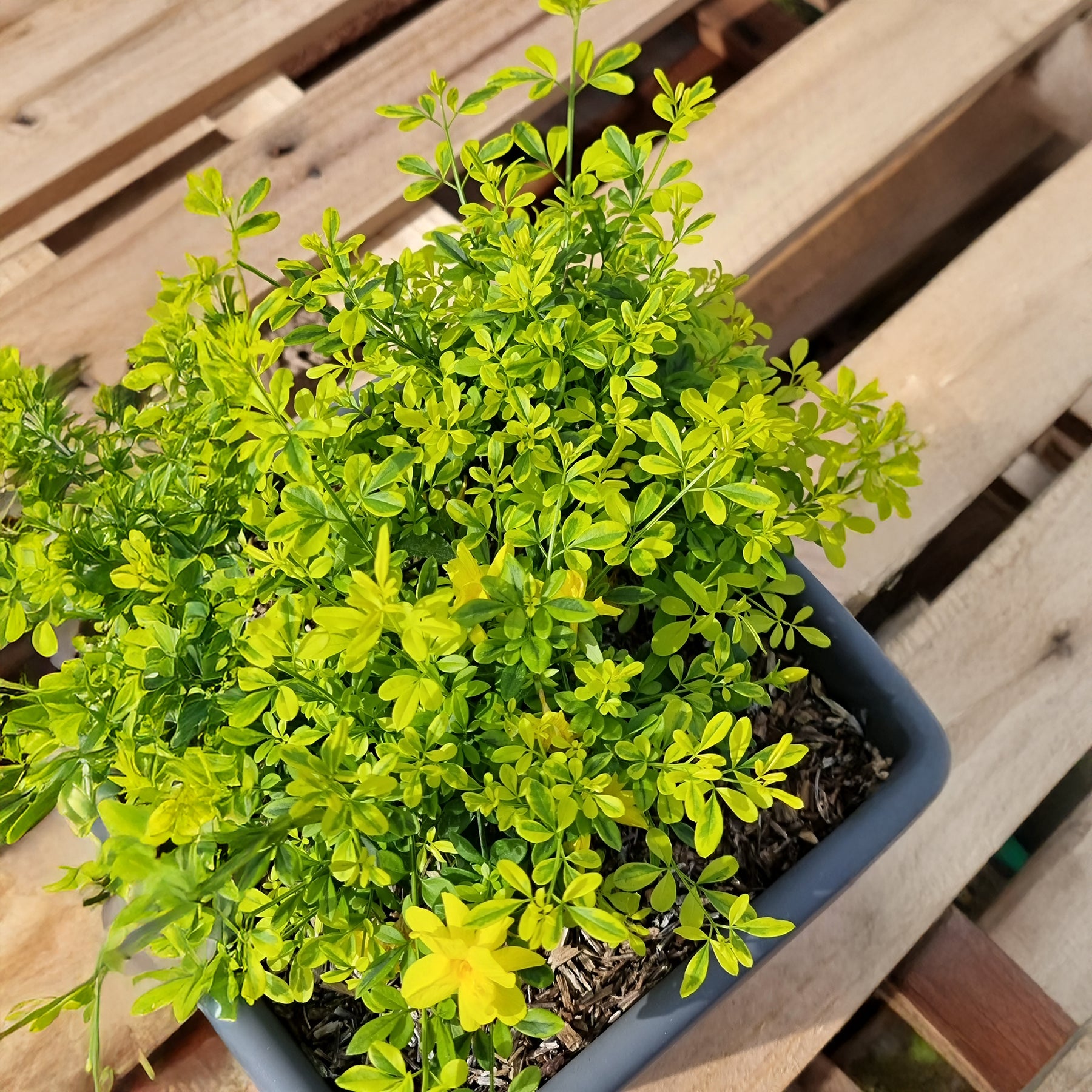 Primeljasmin Gold Touch - Willemse