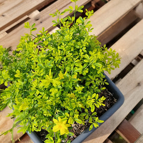 Primeljasmin Gold Touch - Willemse