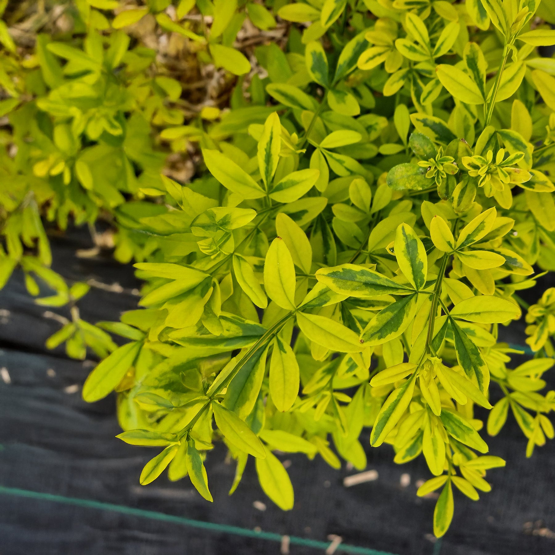 Primeljasmin Gold Touch - Jasminum mesnyi Gold Touch - Willemse