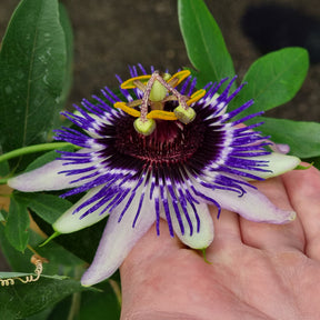 große Passionsblume Damsels Delight® - Willemse
