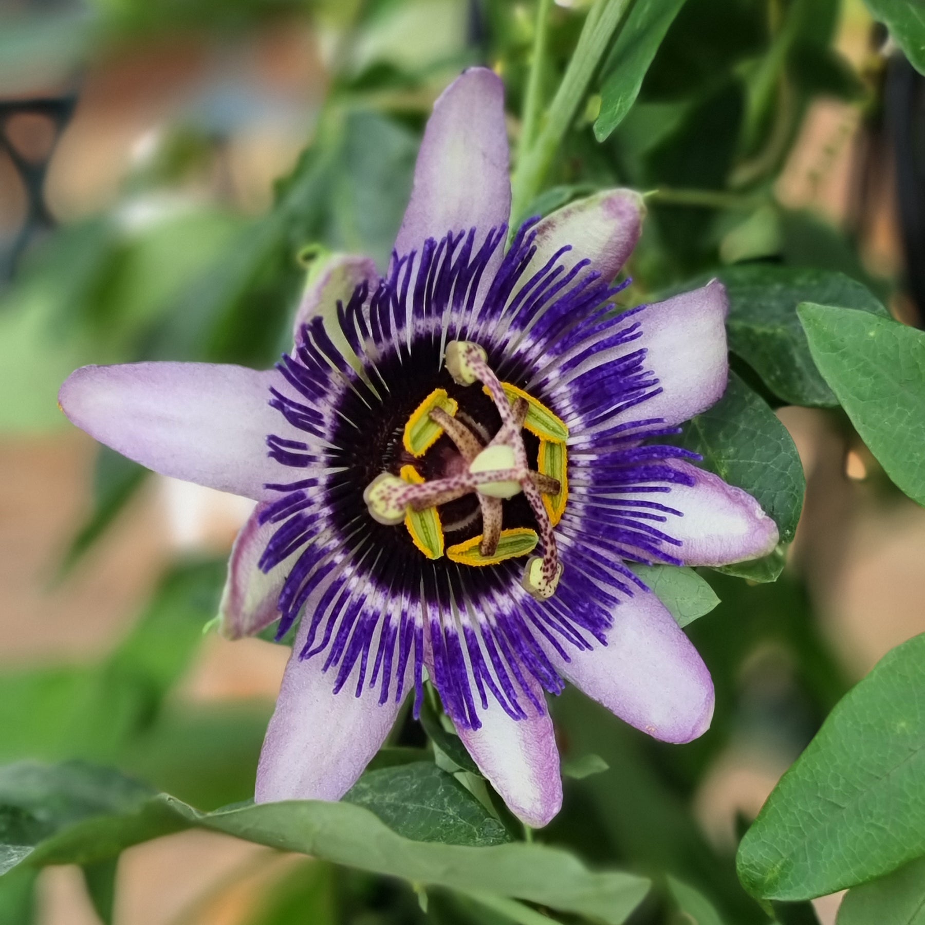 große Passionsblume Damsels Delight® - Passiflora Damsel's Delight® - Willemse