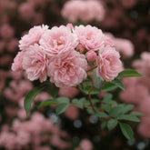 Banks Rose Rosea - Rosa banksiae Rosea - Willemse