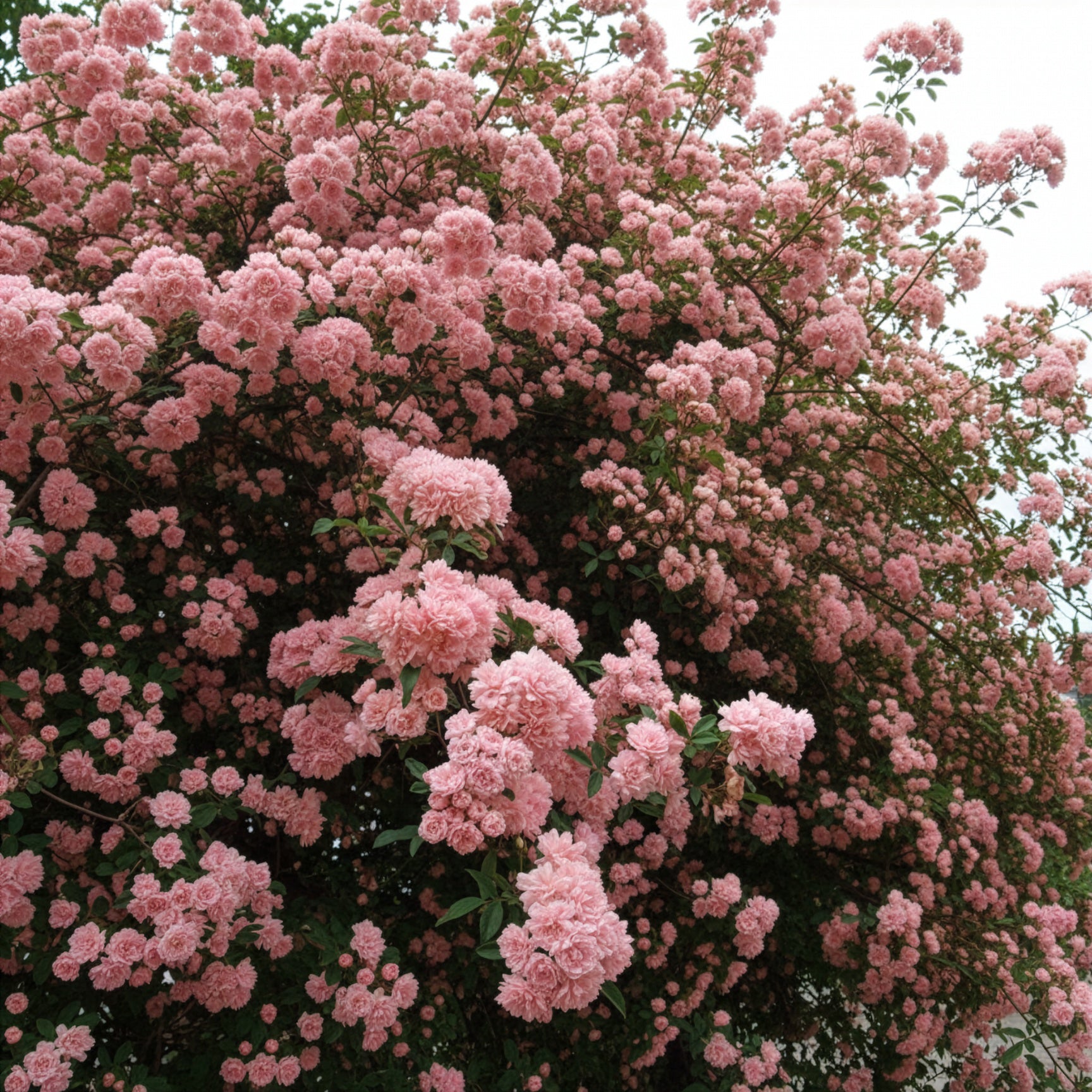 Banks Rose Rosea - Willemse