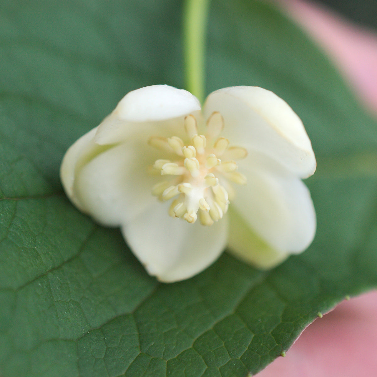Rotblühendes Spaltkörbchen - Schisandra grandiflora - Willemse