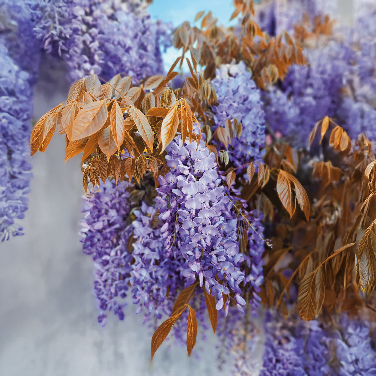 Wisteria sinensis Blue Line® Copper Leo - Chinesische Glyzinie Blue Line Copper Leo - Glyzinien