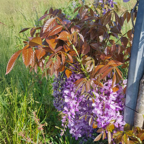 Chinesische Glyzinie Blue Line Copper Leo - Wisteria sinensis Blue Line® Copper Leo - Willemse
