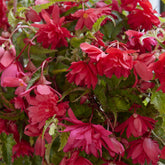 5 hängende rosa Begonien - Begonia pendula Pink - Willemse
