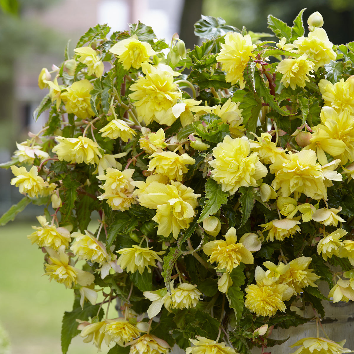 5 hängende gelbe Begonien - Begonia pendula Yellow - Willemse