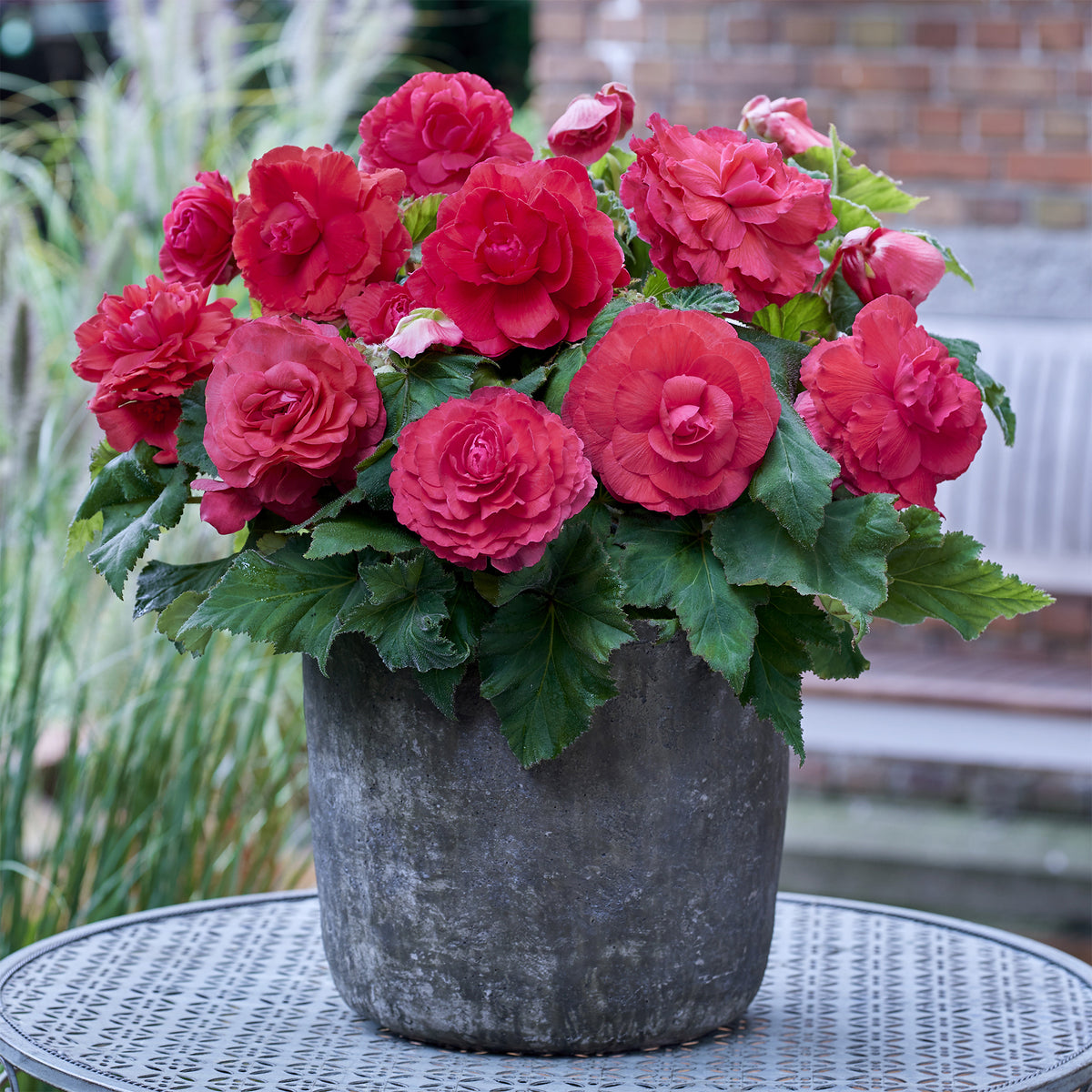 5 doppelte rosa Begonien - Begonia superba Pink - Willemse