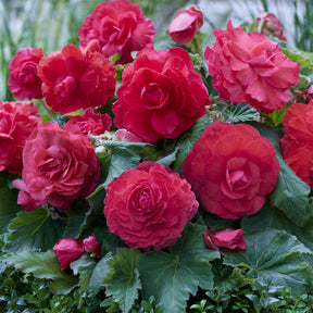 Gefüllte Begonie rosa (x5) - Willemse