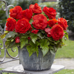 5 doppelte rote Begonien - Begonia superba Red - Willemse