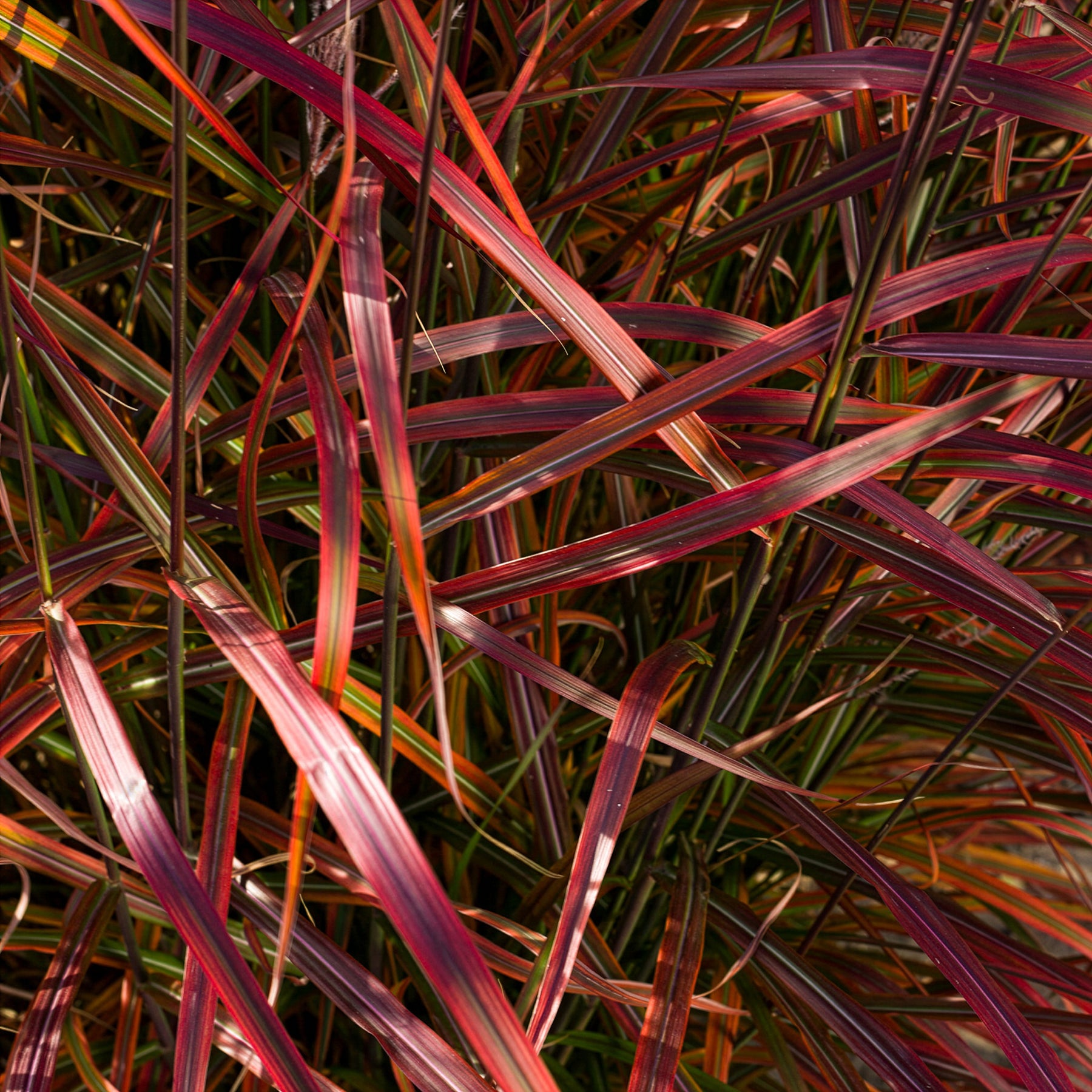 Chinaschilf Lady in Red - Miscanthus sinensis Lady in Red - Willemse