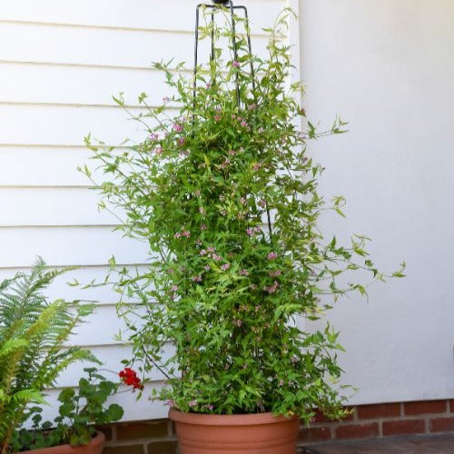 Rosa Jasmin Summer Scent - Willemse