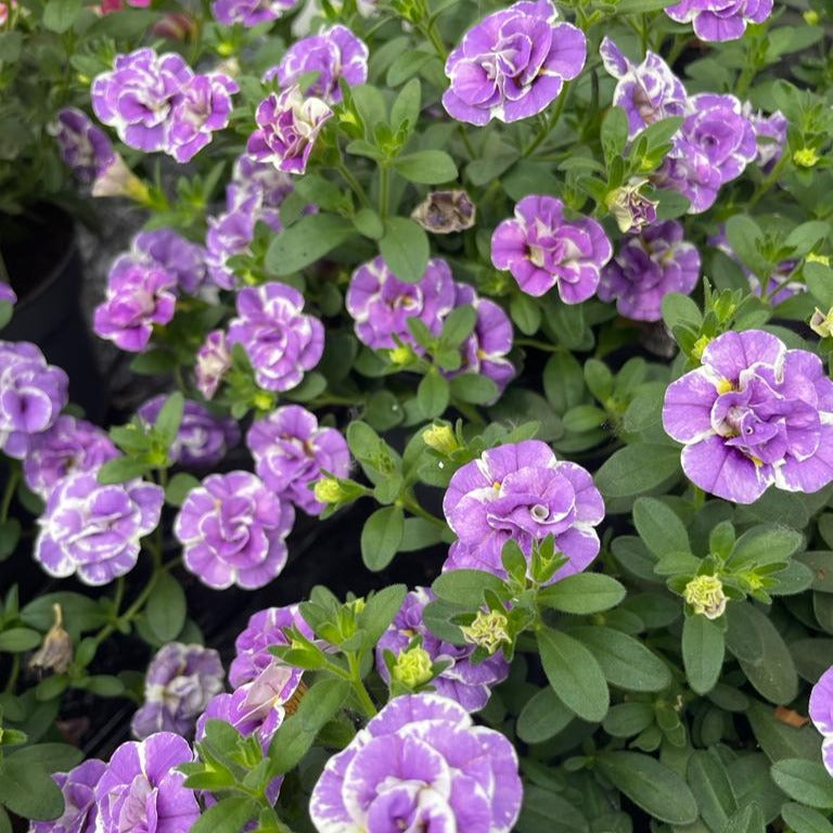 Calibrachoa Doppel Loopy Lavendel - Willemse