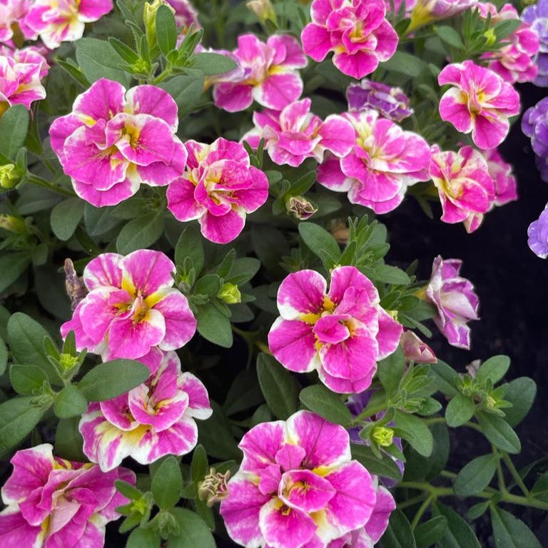 Calibrachoa Doppel Loopy Pink - Calibrachoa Double Loopy Pink - Willemse