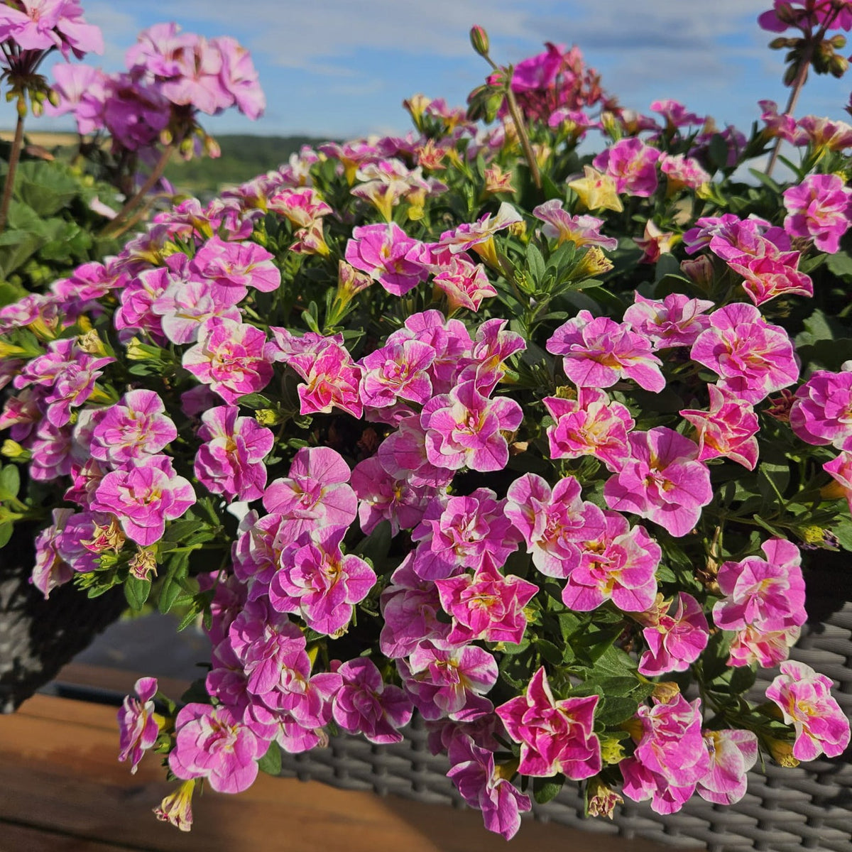 Calibrachoa Doppel Loopy Pink - Willemse