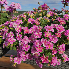 Zauberglöckchen ‘Double Loopy Pink’ (x3) - Willemse