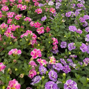 Calibrachoa Doppel Loopy Lavendel + Rosa - Willemse