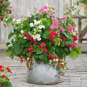 Erdbeeren ‘Summer Breeze’ Mischung (x3) - Fragaria Summer Breeze (red, pink + white) - Willemse