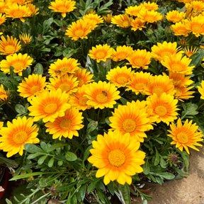 Gazania Suncarpet® - Gazania Suncarpet® - Willemse