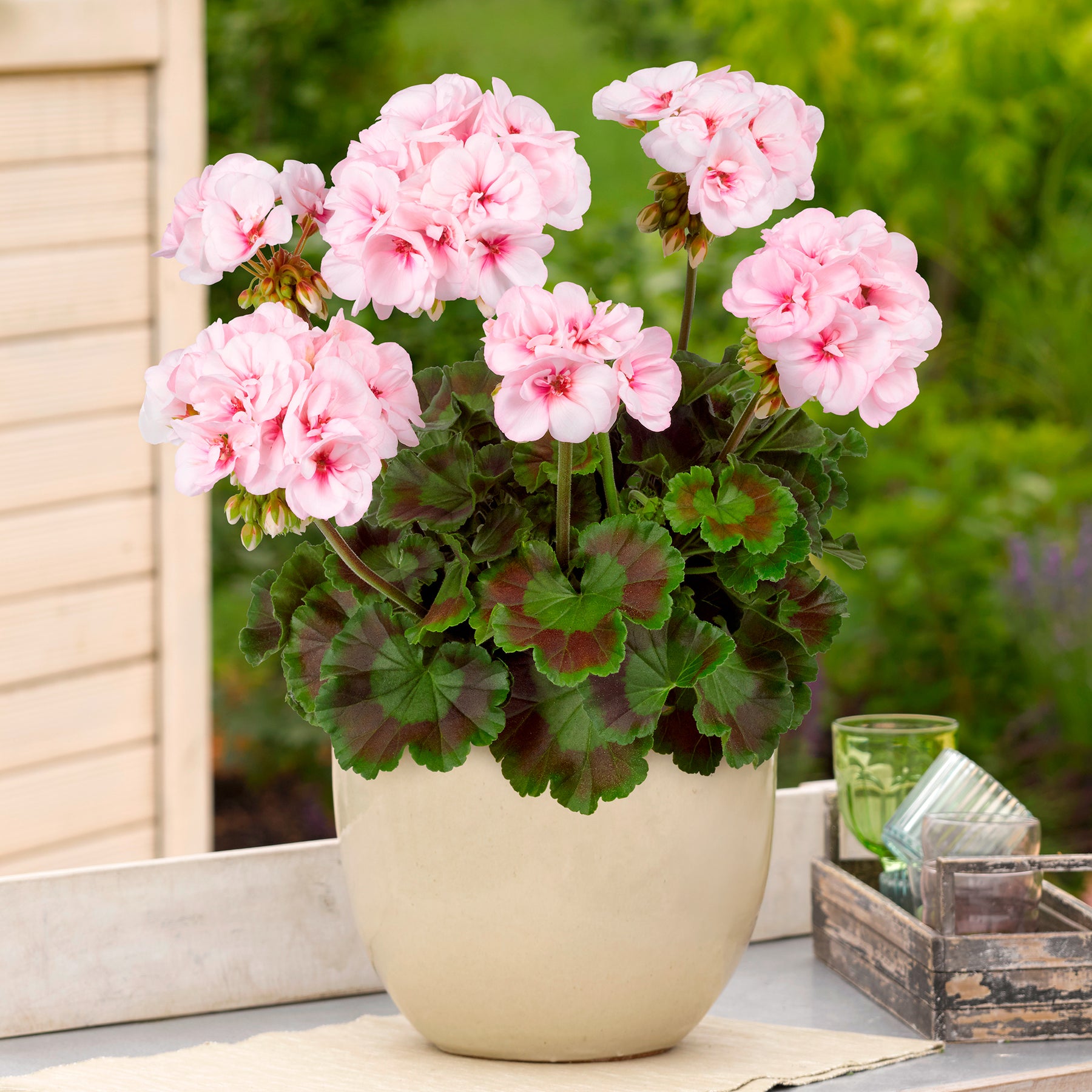 Zonal-Geranie Estelle - Pelargonium zonale Estelle - Willemse