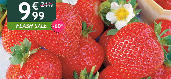 Die 20 Erdbeerpflanzen der Sorte „La Savoureuse de Willemse“ gibt es jetzt mit 60 % Rabatt: 9,99 € statt 24,99 €!