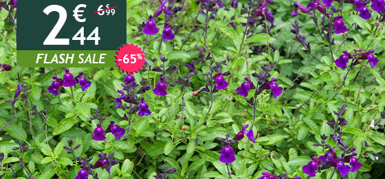 Der Strauchsalbei ‘Violette de Loire®’ ist jetzt 65 % reduziert – nur 2,44 € statt 6,99 €!