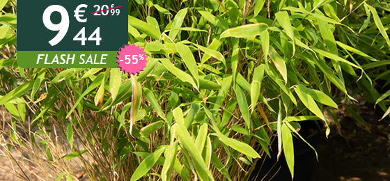 Die Gartenbambus kostet 9,44€ statt 20,99€ nur noch bis morgen !