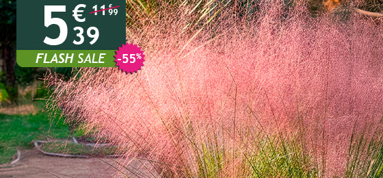 Das 2er-Set rosa Federgras ist −55% reduziert: 5,39 € statt 11,99 €!