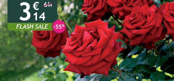 Der leuchtend rote Strauchrose ist -55% reduziert: 3,14€ statt 6,99€!