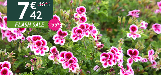 Das 3er-Set Geranien Pansy ist -55%, also 7,42 € statt 16,50 €!