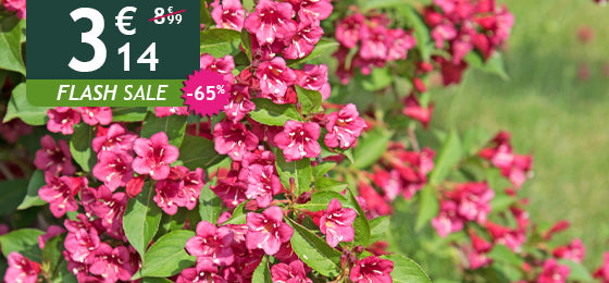 Die Weigelie Bristol Rubin ist −65% reduziert: 3,14 € statt 8,99 €!