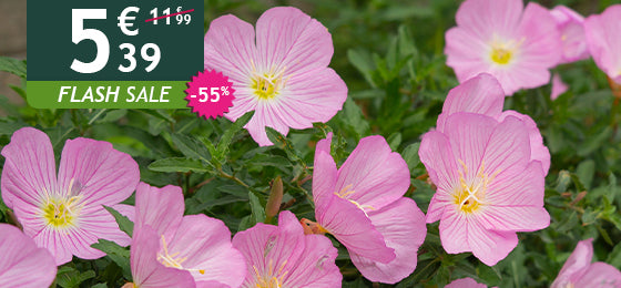 Das 2er-Set rosa Nachtkerzen ist −55% reduziert: 5,90 € statt 11,99 € – nur 48 Std.!