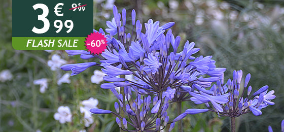 Die Agapanthus Graphite® Blue ist −60% reduziert: 3,99 € statt 9,99 € – nur 2 Tage!
