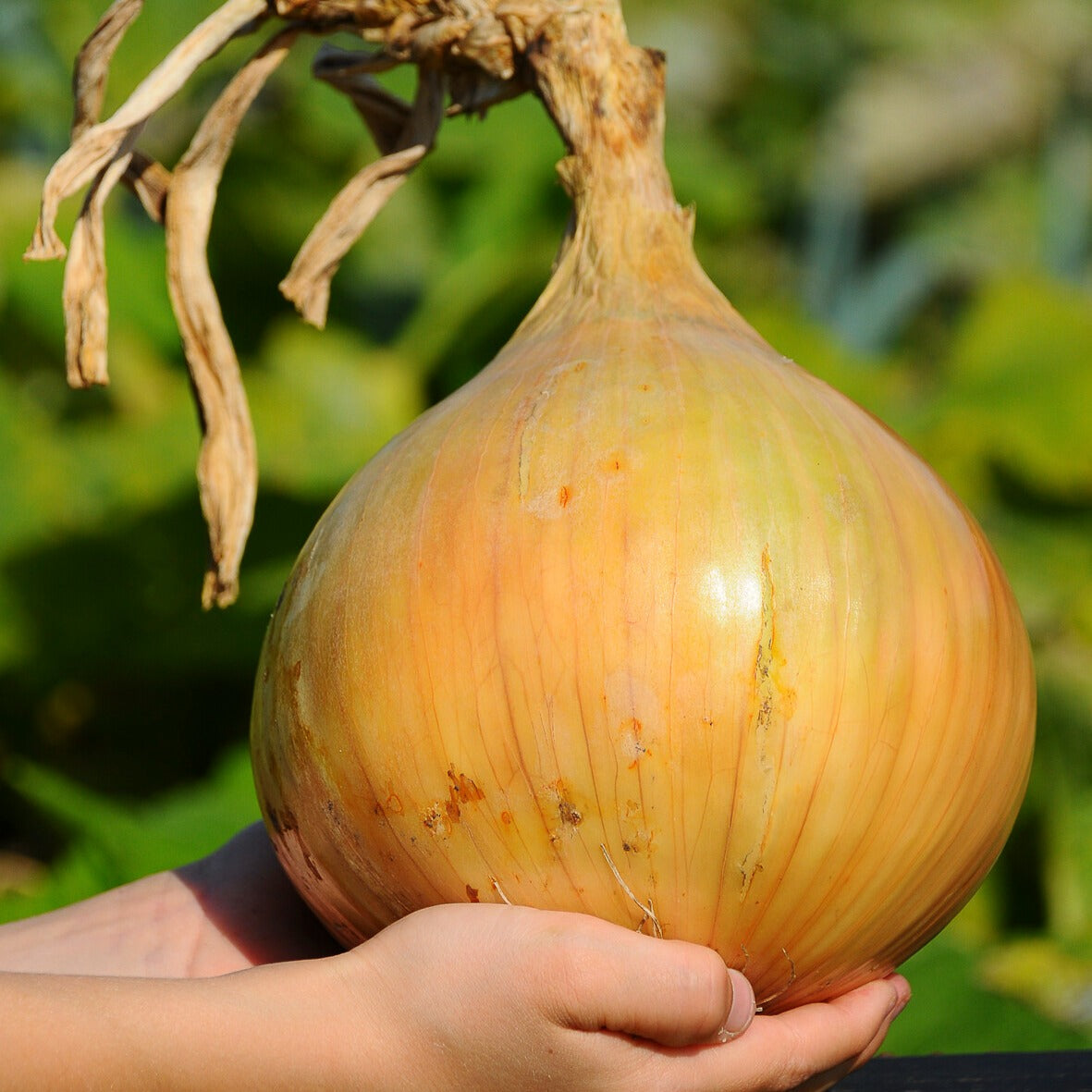 Zwiebel The Kelsae - Willemse