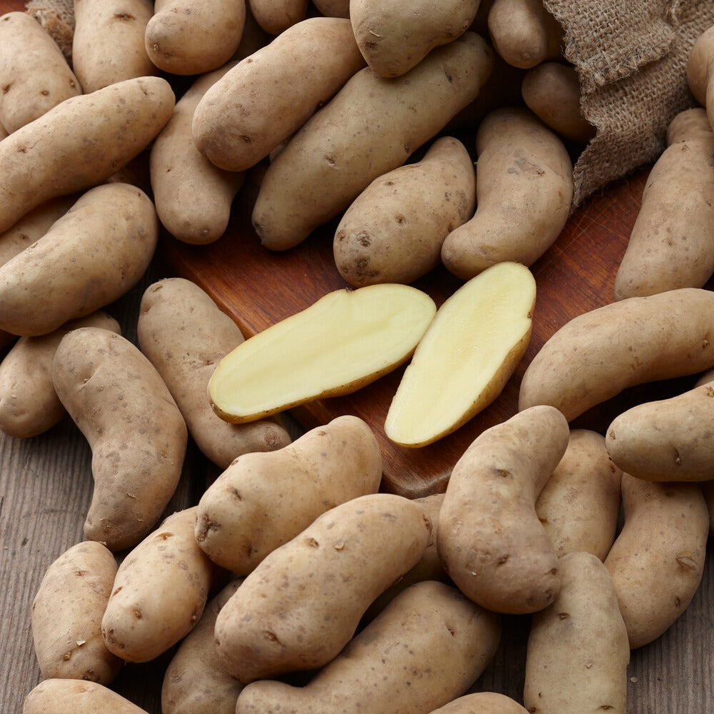 Kartoffeln ‘Ratte’ (x25) - Willemse