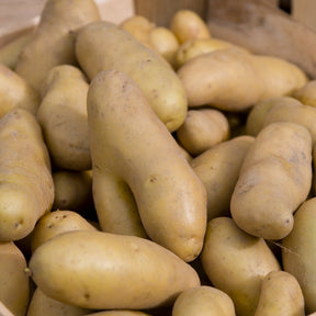Kartoffeln ‘Ratte’ (x25) - Solanum tuberosum ratte - Willemse
