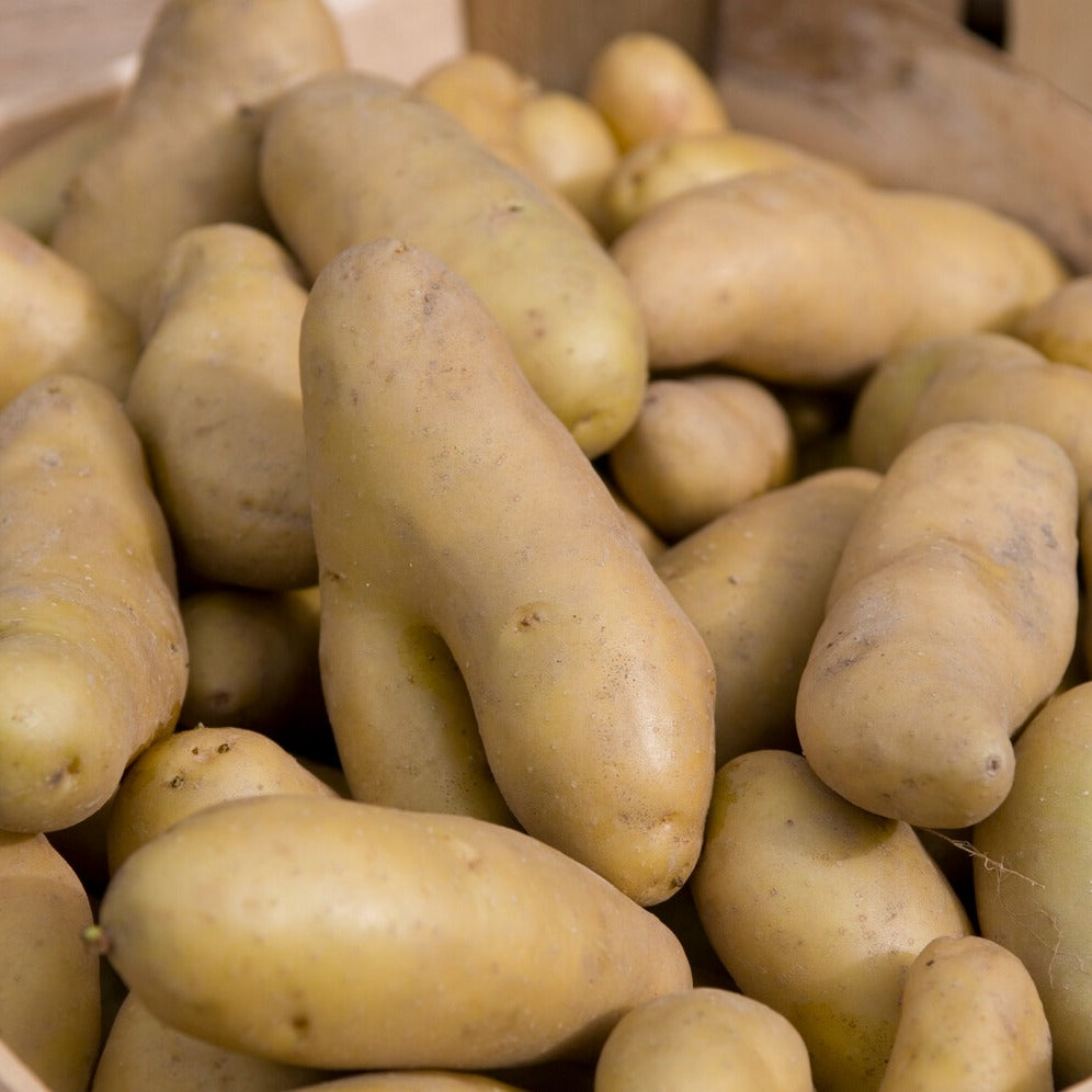 Kartoffeln ‘Ratte’ (x25) - Solanum tuberosum ratte - Willemse