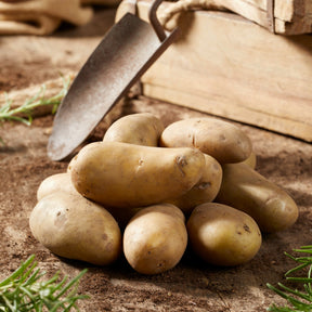 Kartoffelpflanzen - Kartoffel Amandine (x25) - Solanum tuberosum amandine