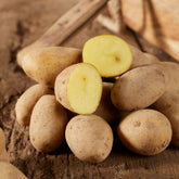 Kartoffel 'Annabelle'