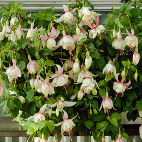 Fuchsia annabel - Fuchsie Annabel (x3) - Fuchsien