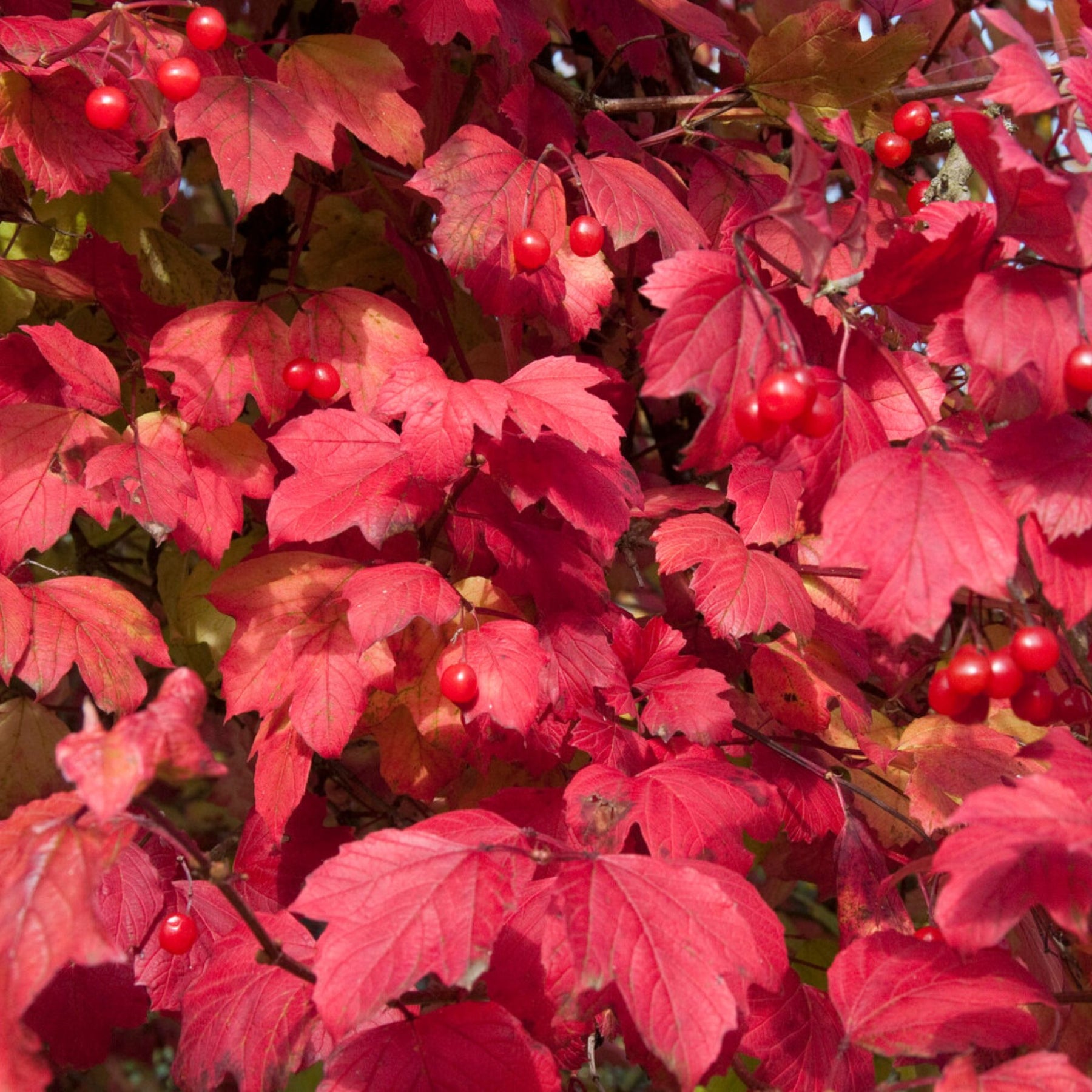 Schneeball ‘Roseum’ - Viburnum - Willemse