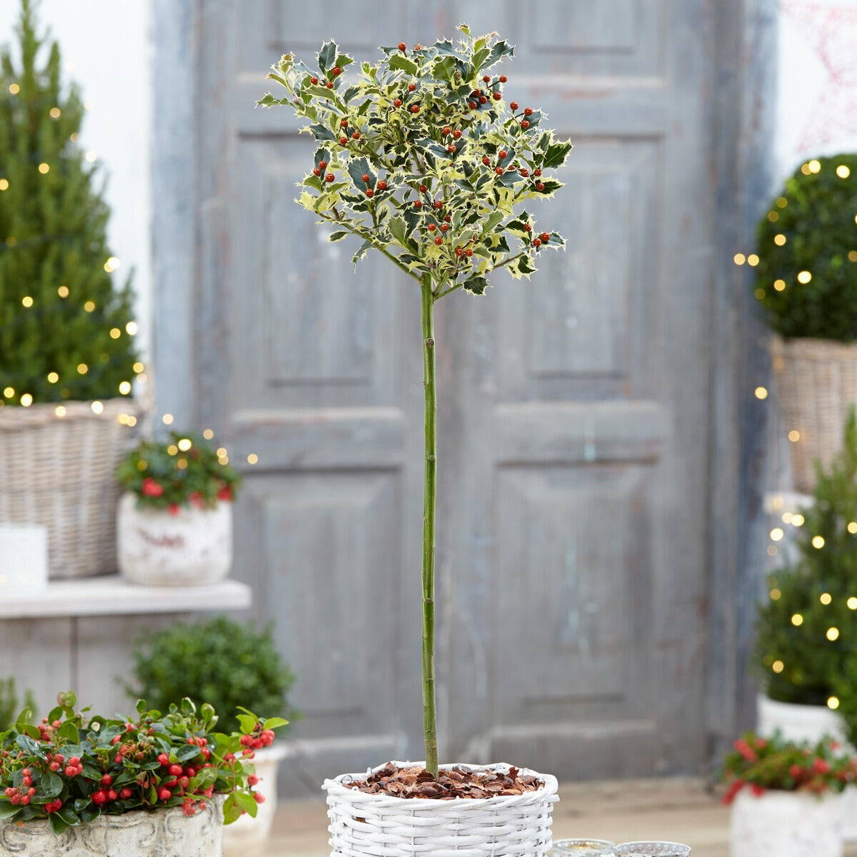 Weißbunte Stechpalme 'Argentea Marginata' stamm - Ilex aquifolium Argentea Marginata - Gartenpflanzen