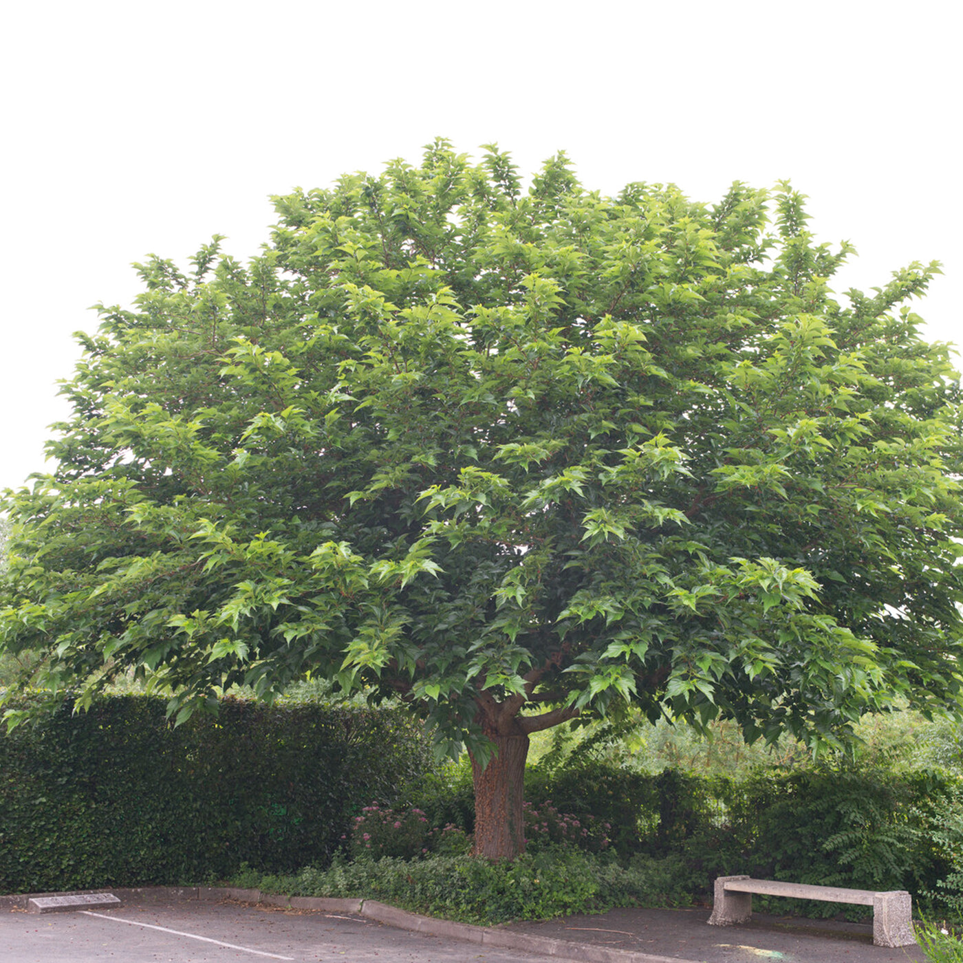 Morus alba Macrophylla - Großblättrige Maulbeere - 