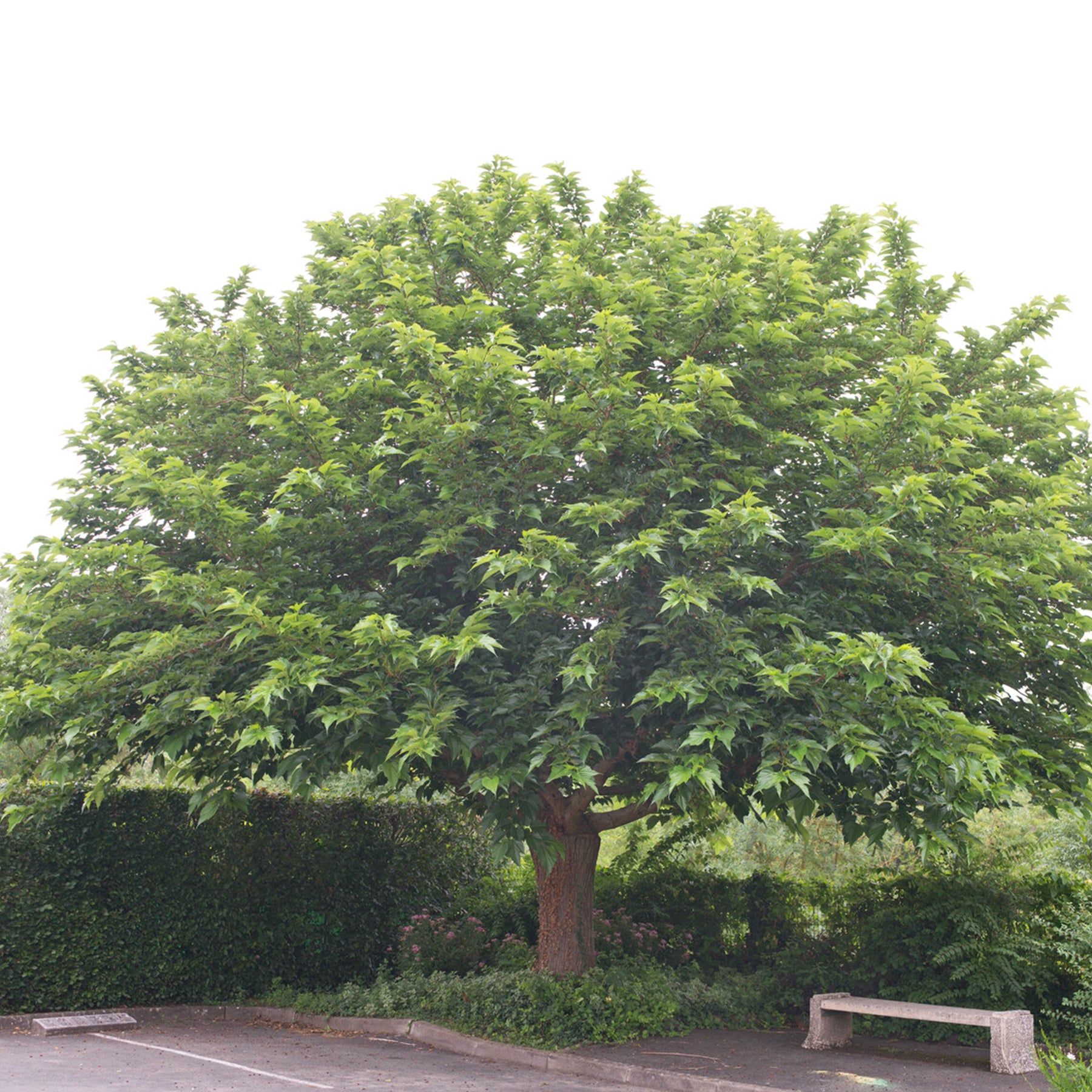Morus alba Macrophylla - Großblättrige Maulbeere - 