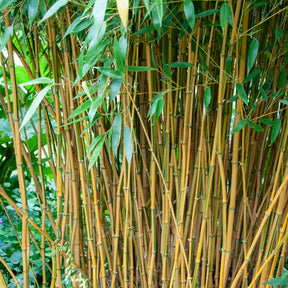 Phyllostachys aureosulcata spectabilis - Gartenbambus - Bambus
